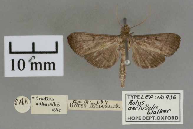 Bradina aeclusalis Walker